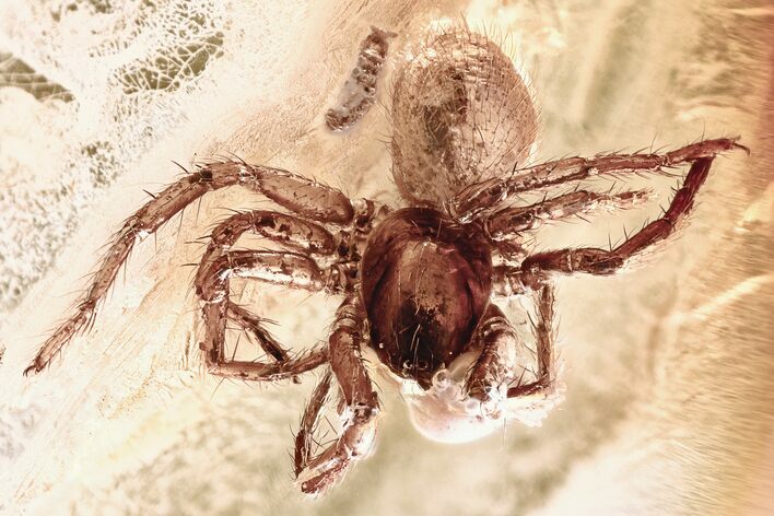 Detailed Fossil Spider (Araneae) and Larva in Baltic Amber #352952